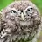 Dusty Owl-avatar