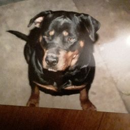 Killer Rottweiler 79