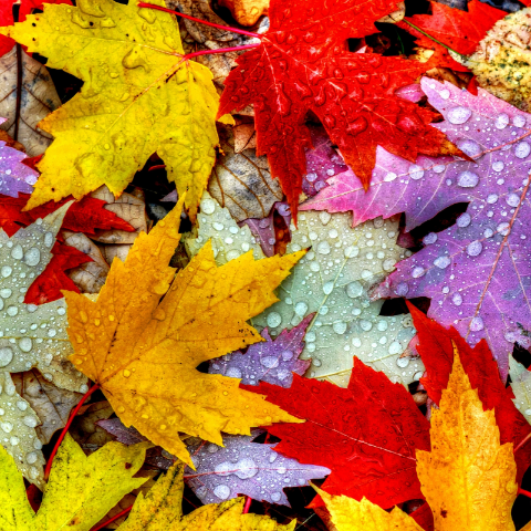 Colourfull Leaves