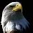 Eagle eyex-avatar