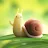 Kad3n SnaiL-avatar