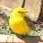 Yellow Bird-avatar