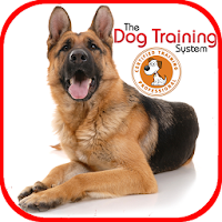 Dog Training