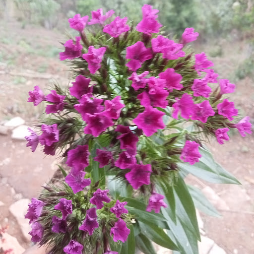 Diroj Rai