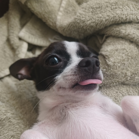 Guadalupe