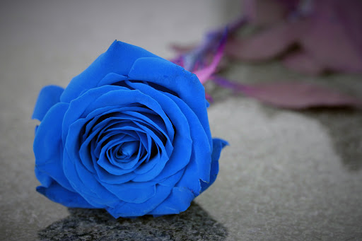 Blue Rose Wallpapers 7
