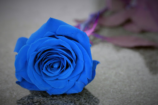 Blue Rose Wallpapers