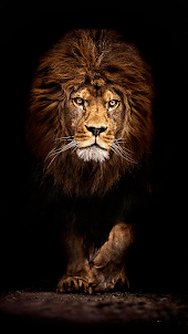 Lion HD Wallpaper For Phone