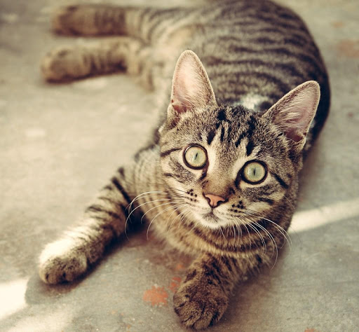 Cute cats wallpapers Screenshot 1 - AppWisp.com