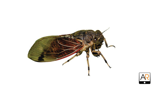 AR SUT Botanical Garden