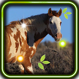 Horses Jumps live wallpaper icon