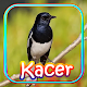 Kicau Kacer OFFLINE Download on Windows
