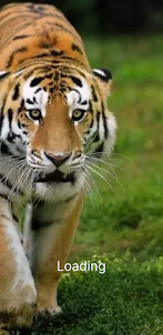 tigre jogo