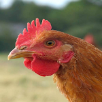 Cover Image of Download Chicken Sounds 1.0 APK