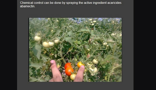 Successful cultivation of toma