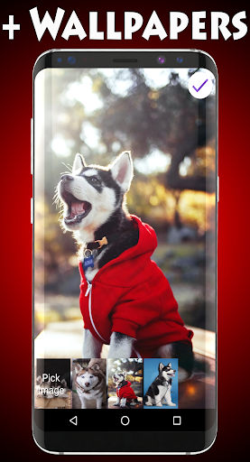 Husky Lock Screen & Wallpapers Screen 3