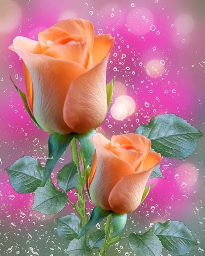 Android application Flowers Live Animated screenshort