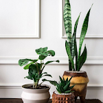 Cover Image of Download House Plant Decor  APK