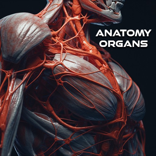 Hedu Anatomia Organs logo
