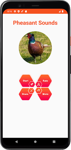 Pheasant Sounds Screen 2