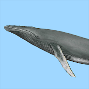 Top 5 Books & Reference Apps Like Dolphins & Whales Sightings - Best Alternatives