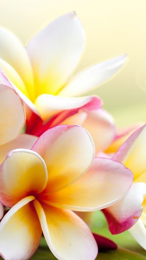 Download Jasmine Flower Wallpaper HD Free for Android - Jasmine Flower  Wallpaper HD APK Download 