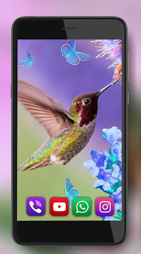 Colibry Tropical Forest