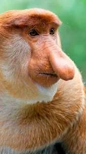 Proboscis Monkey Wallpaper
