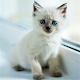 วอลล์เปเปอร์ลูกแมวน่ารัก ดาวน์โหลดบน Windows