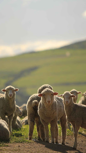 Sheep Wallpaper