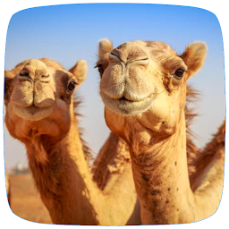 Icon image Camel Sounds