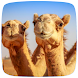 Camel Sounds - Androidアプリ