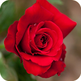Beautiful Roses icon