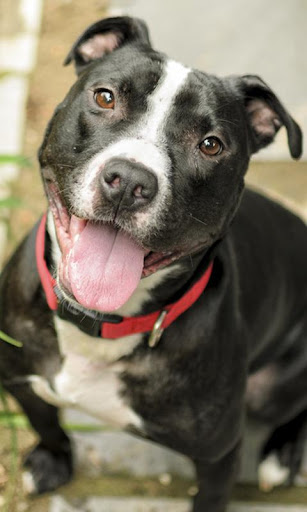 Staffordshire Bull Terrier