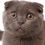 Catch-a-Cat