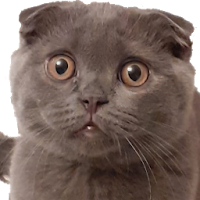 Catch-a-Cat