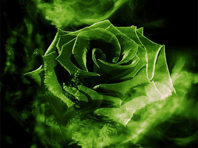 いろいろ 壁紙 緑 バラ 118650-薔薇 壁紙 緑