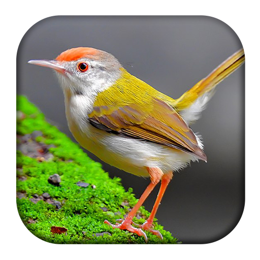 Tailorbird Sounds logo