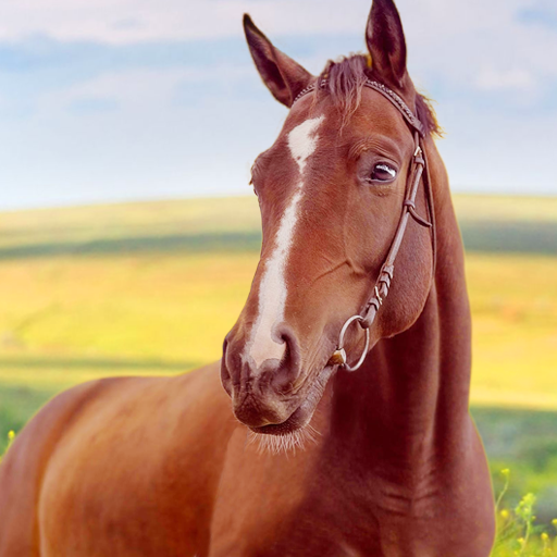 Horse Home logo