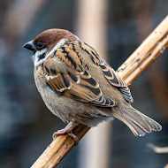 Sparrow Sounds APK