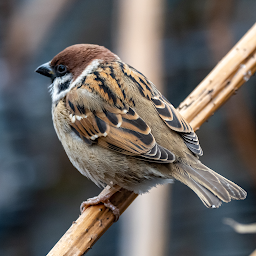 Sparrow Sounds: Download & Review