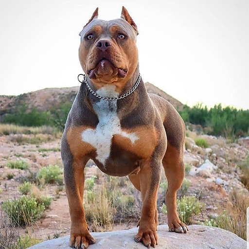 Pitbull Wallpapers logo