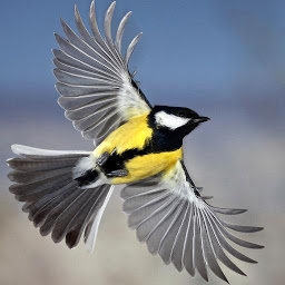 Flying Bird