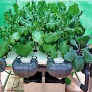 growing hydroponic vegetables