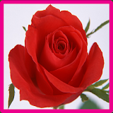 Rose Memory Game icon