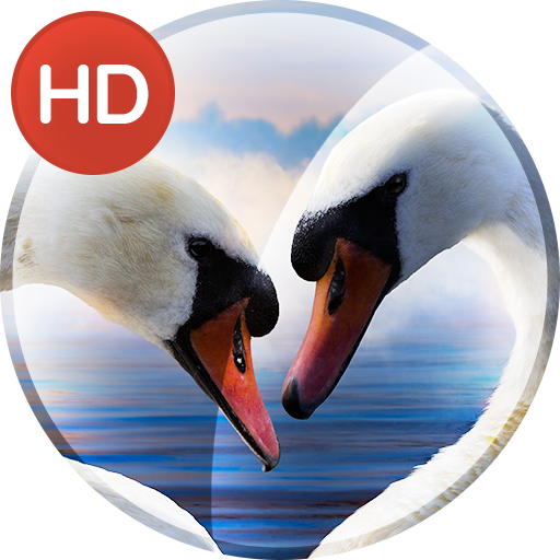 Fondos de pantalla románticos Descarga en Windows