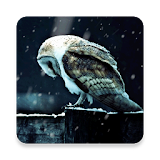 Sad Owl HD Livewallpaper icon