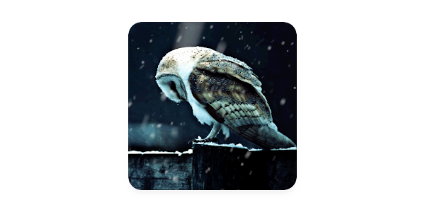 GAME OVER - Sad Owl