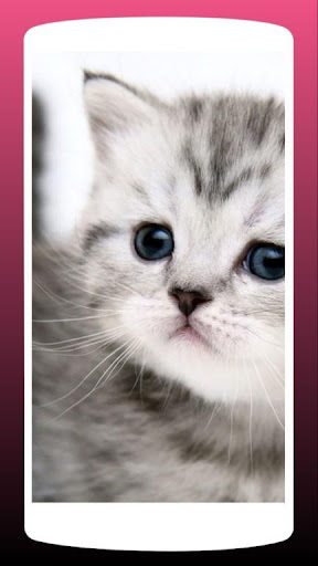 Cute Cat Wallpaper HD