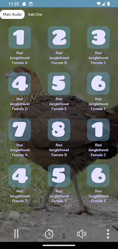 Red Junglefowl Female Call HD Screen 3